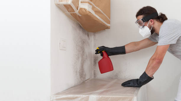 Professional Basement Mold Remediation technician working in Drayden, MD