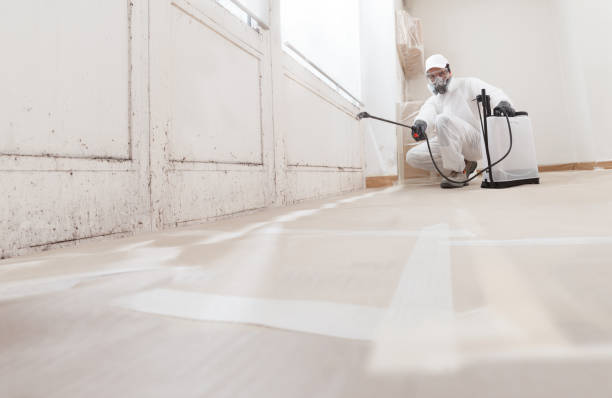 24/7 Emergency Basement Mold Remediation experts in Drayden, MD