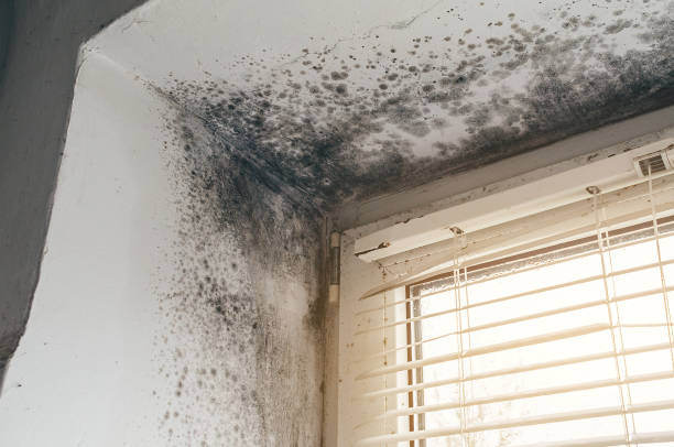 Affordable Basement Mold Remediation solutions in Drayden, MD