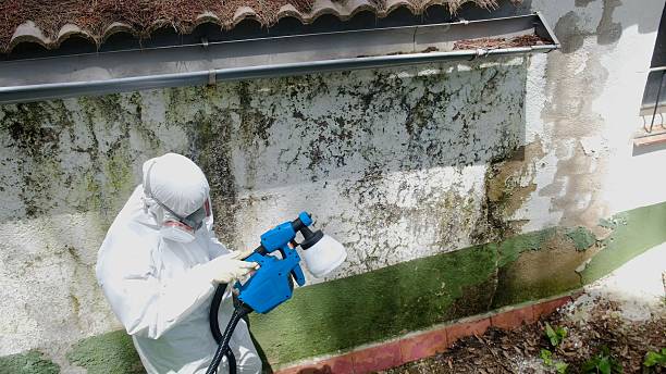 Top rated local Basement Mold Remediation specialists in Drayden, MD
